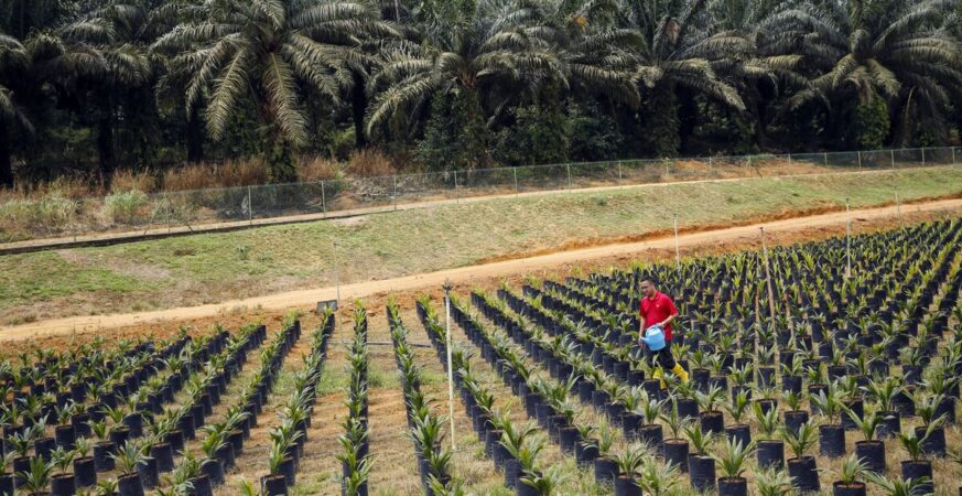Palm Oil Farming in Malaysia